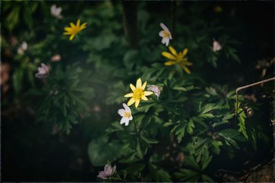 Close-up of yellow flower