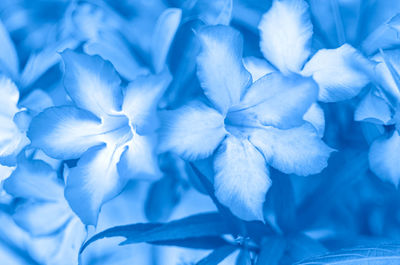 Full frame shot of white flowering plant