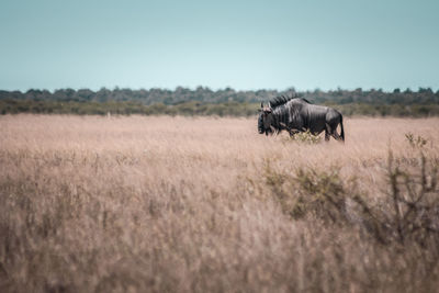 Gnu in a field.