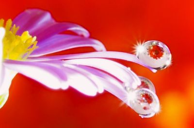 Close-up of red flower against white background