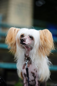 Close-up of dog sitting outdoors