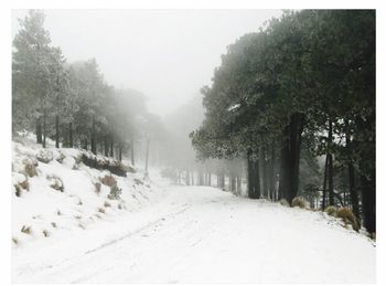 Road amidst trees in forest during winter