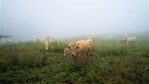 Horses in a field