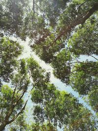 Low angle view of trees against sky