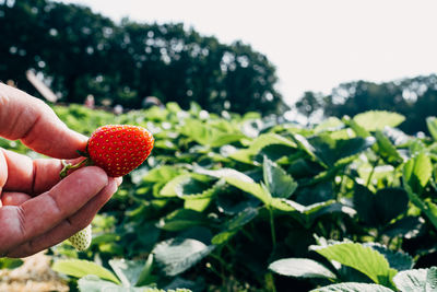 Person holding strawberries