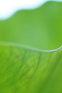 Macro shot of green leaves