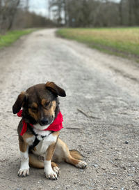 Dog sitting on footpath