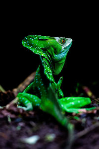 Close-up of frog on leaf