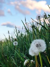 Close-up of dandelion on field