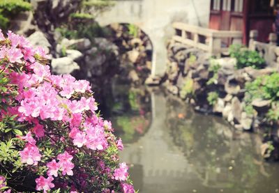 Close-up of pink flowering plants