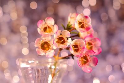 Close up of pink waxflowers in vase