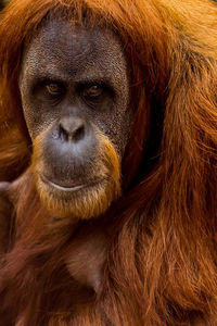 Close-up of monkey