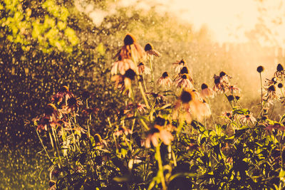 Close-up of plants growing on field