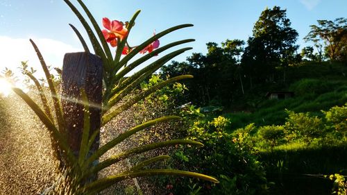 Close-up of flower against sky