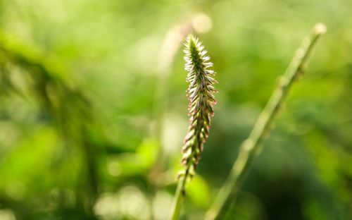 Close-up of plant