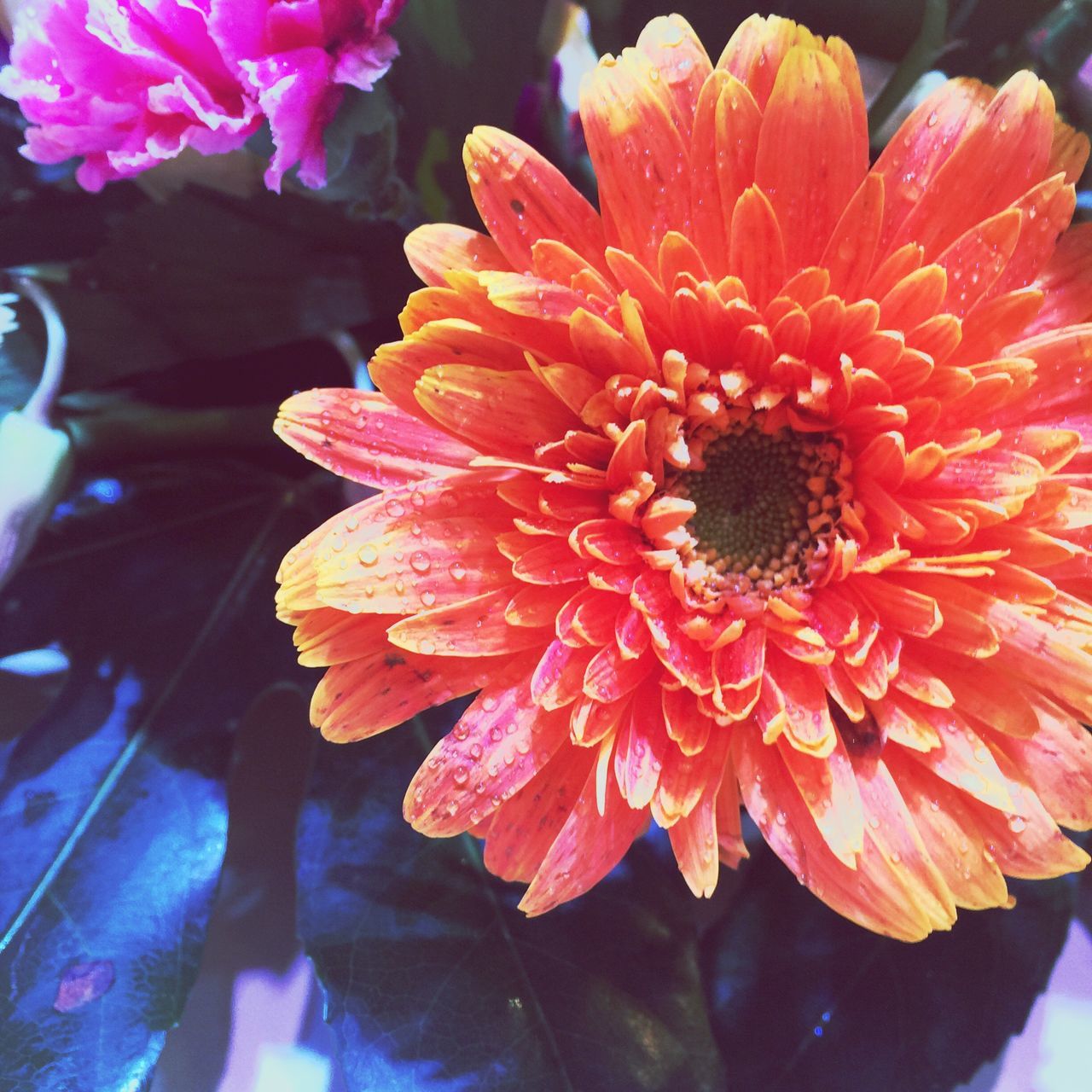 flower, petal, flower head, freshness, fragility, beauty in nature, close-up, growth, single flower, pollen, blooming, nature, red, high angle view, plant, stamen, in bloom, orange color, focus on foreground, no people