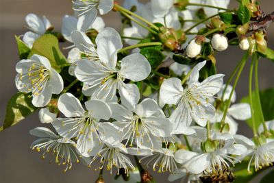 Close-up of white flowering plant