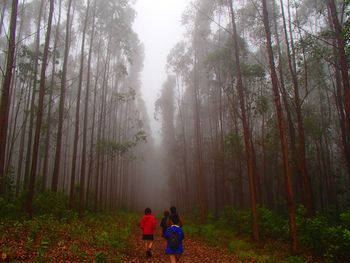 Rear view of women in forest during foggy weather