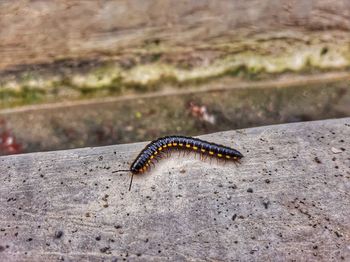 Black centipede