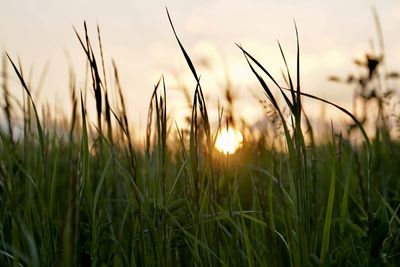 Close-up of stalks in field against sunset sky