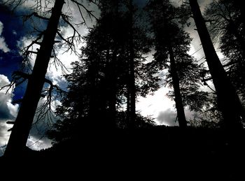 Low angle view of trees against sky