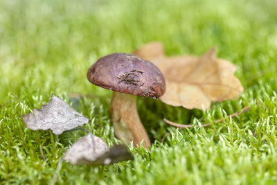 Beautiful autumn season. edible leccinum mushroom in the moss.