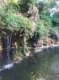 Plants growing on riverbank