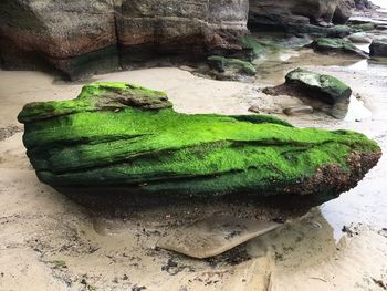 High angle view of lizard on rock at shore