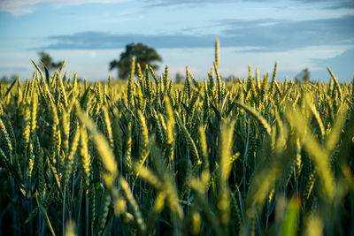 Scenic view of field against cloudy sky