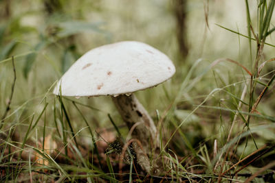 Close-up of mushroom growing on field