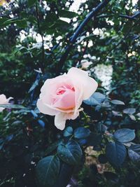 Close-up of rose