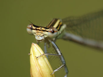 Close-up of insect