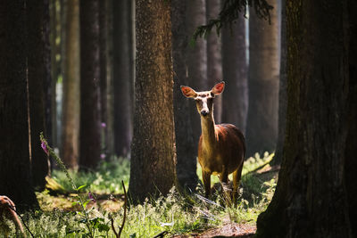 Herd of a tree trunk in the field