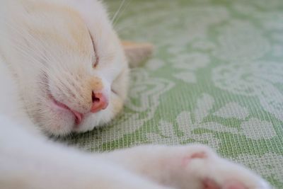 Close-up of cat sleeping