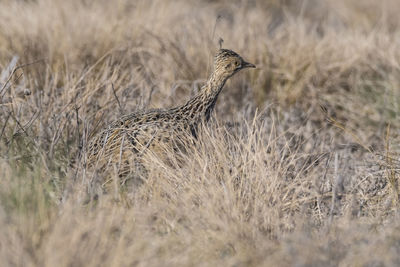 Close-up of bird on field