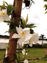 Close-up of white flowers growing on tree against sky