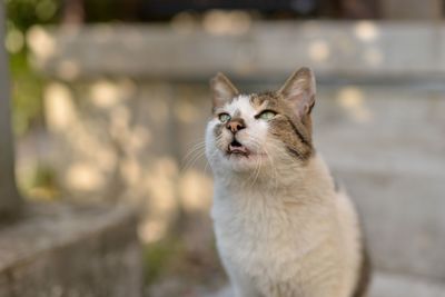Close-up of cat looking away