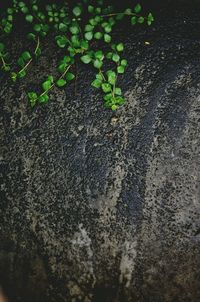 Close-up of plant