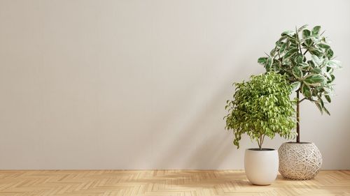 Empty room with wooden floor and plant.3d rendering