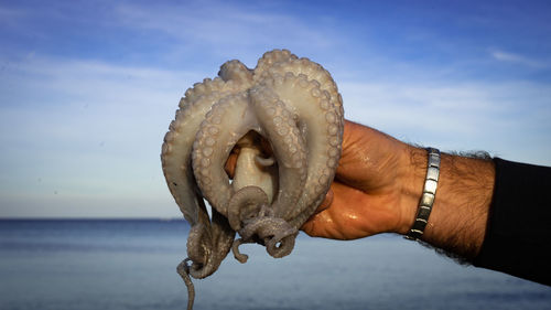 Cropped hand of woman holding seashell