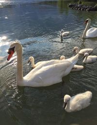 Swans swimming in lake