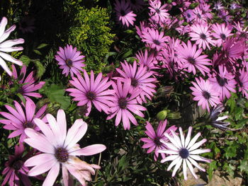 High angle view of pink flowering plants