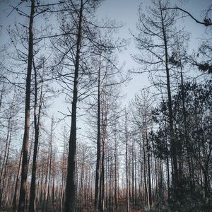 Low angle view of trees in forest against sky