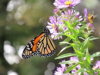 Close-up of butterfly pollinating on purple flower