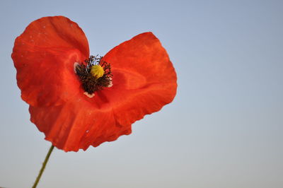 Close-up of red poppy on hibiscus