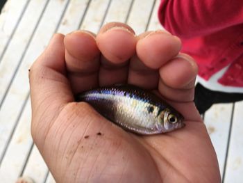 Close-up of hand holding fish