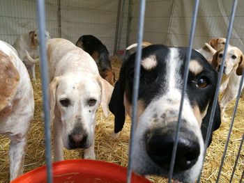 Close-up portrait of dogs