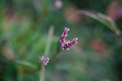 Close-up of pink flowering plant