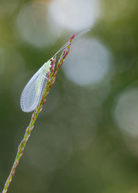 Close-up of plant against blurred background