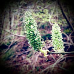 Close-up of plant